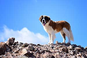 hundefoto
